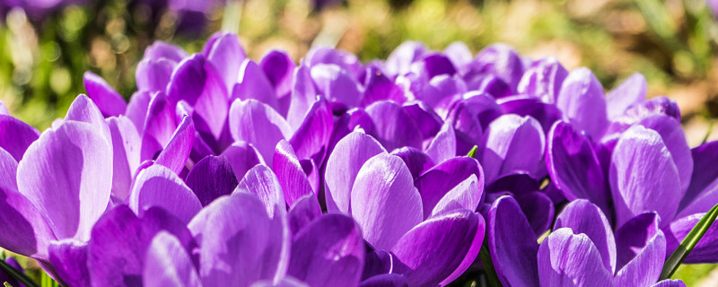 紫罗兰春天开花吗