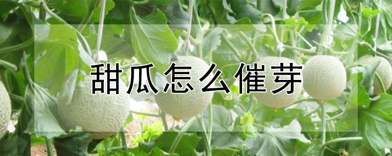 甜瓜怎么催芽 —【发财农业网】