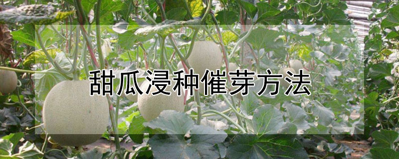 甜瓜浸种催芽方法
