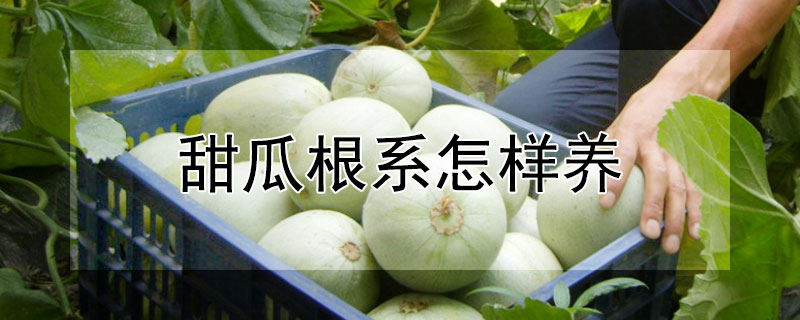 甜瓜根系怎样养