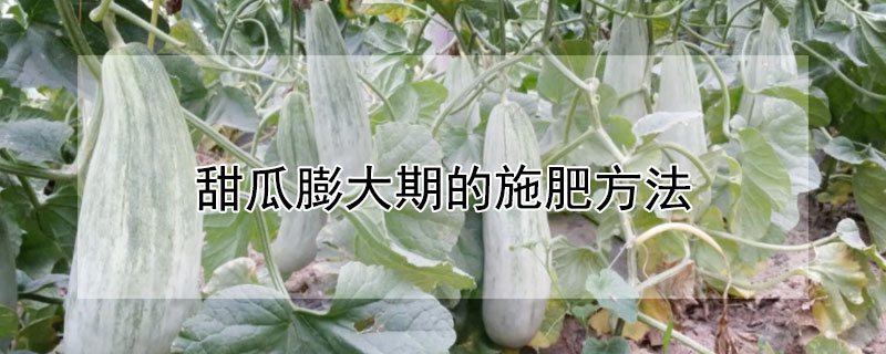 甜瓜膨大期的施肥方法