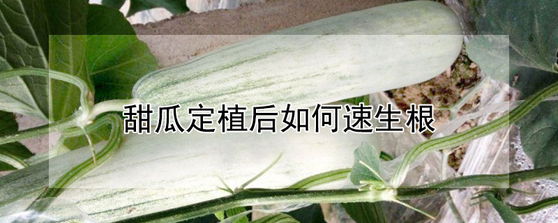 甜瓜定植后如何速生根