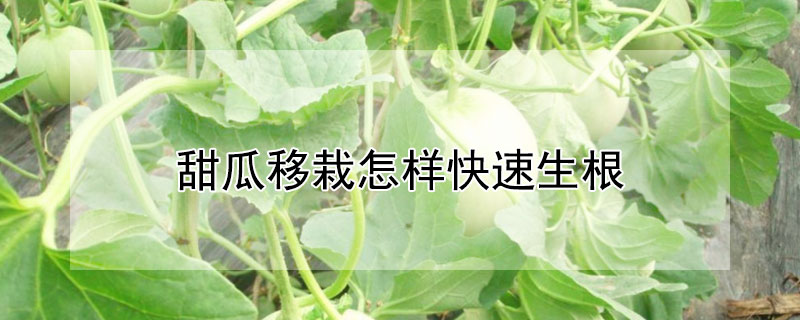 甜瓜移栽怎样快速生根