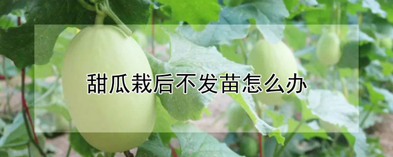 甜瓜栽后不发苗怎么办