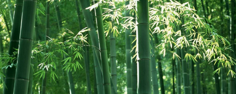 竹节的寓意和象征