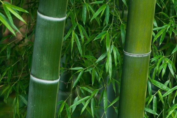 竹节的寓意和象征