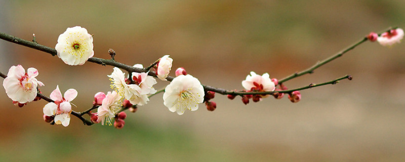 梅花死枝原因