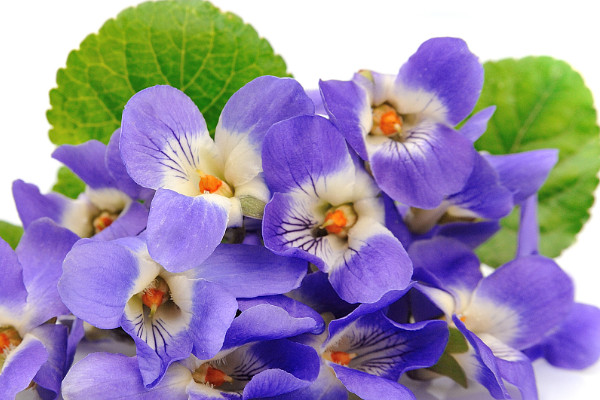 紫罗兰花为什么象征贞洁