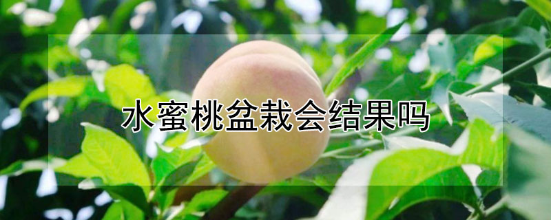 水蜜桃盆栽会结果吗 —【发财农业网】