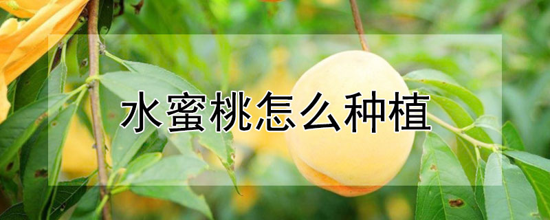 水蜜桃怎么种植