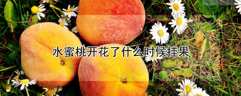 水蜜桃开花了什么时候挂果 —【发财农业网】