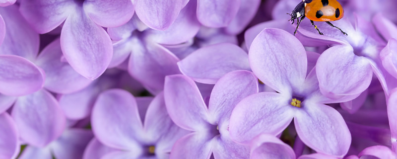 紫罗兰花为什么长很长都不开花