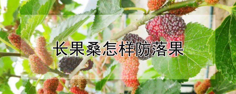 长果桑怎样防落果