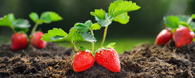 草莓可以长在树上吗 —【发财农业网】