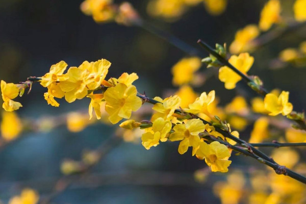 探春花与迎春花的区别