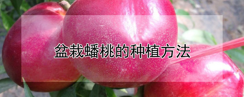 盆栽蟠桃的种植方法