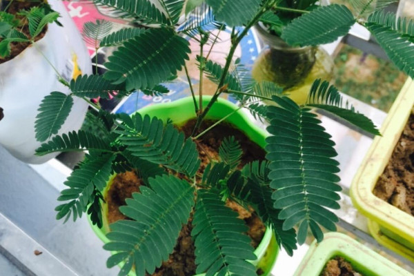 含羞草种子多久浇一次水