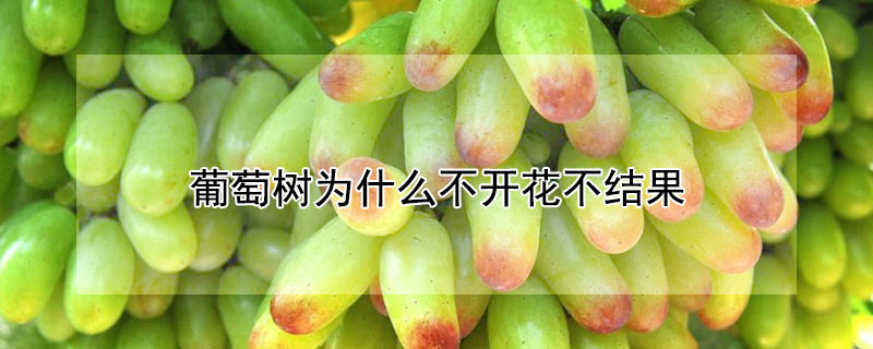 葡萄树为什么不开花不结果