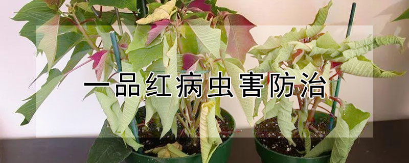 一品红病虫害防治