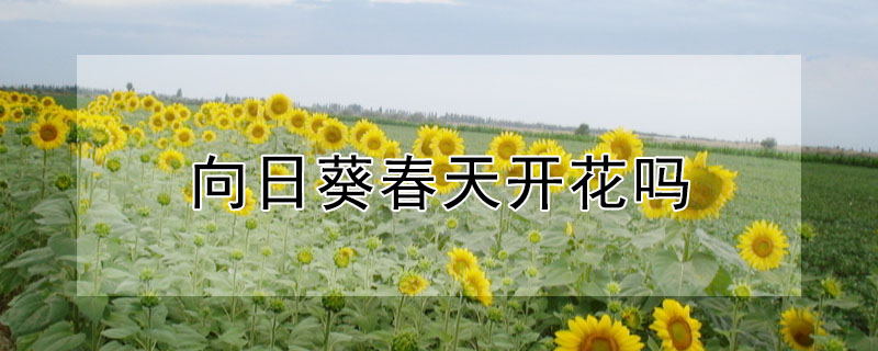 向日葵春天开花吗