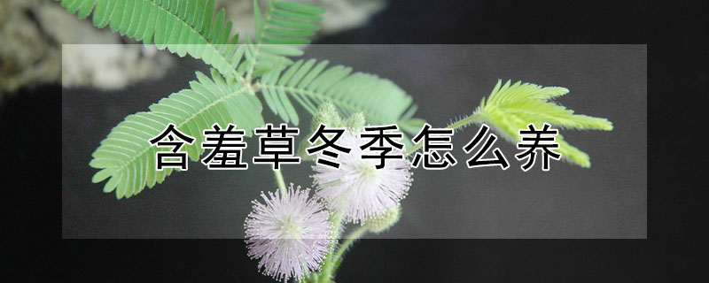 含羞草冬季怎么养