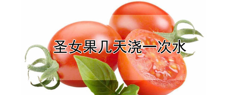 圣女果几天浇一次水