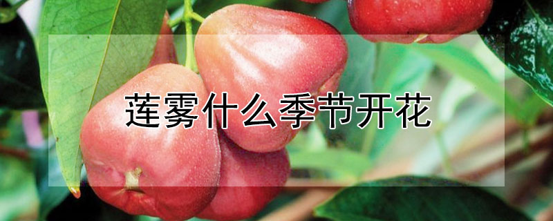 莲雾什么季节开花