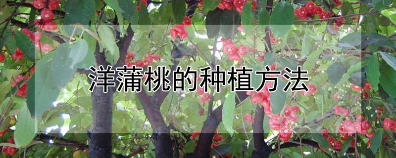 洋蒲桃的种植方法 —【发财农业网】