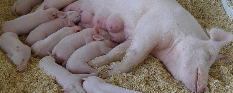 农村母猪喂养方法
