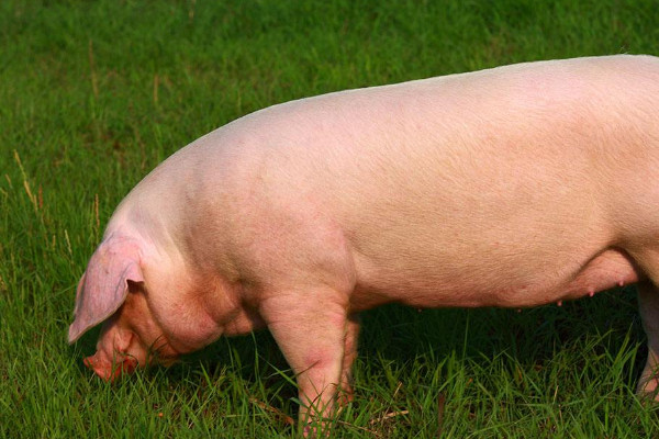 农村母猪喂养方法