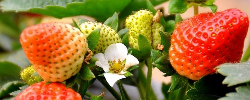 草莓苗第一朵花为什么要掐掉 —【发财农业网】