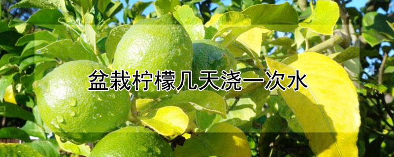 盆栽柠檬几天浇一次水 —【发财农业网】