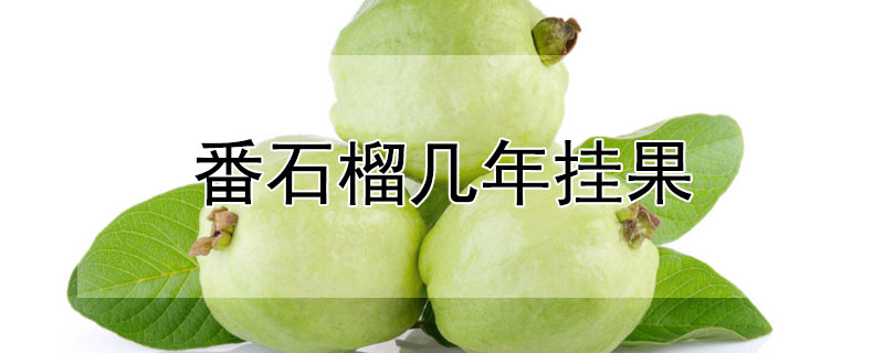 番石榴几年挂果