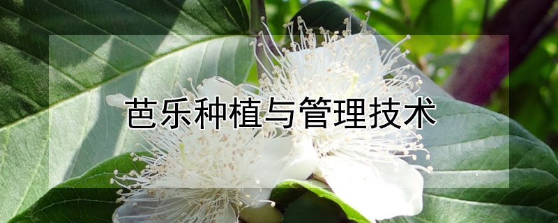 芭乐种植与管理技术