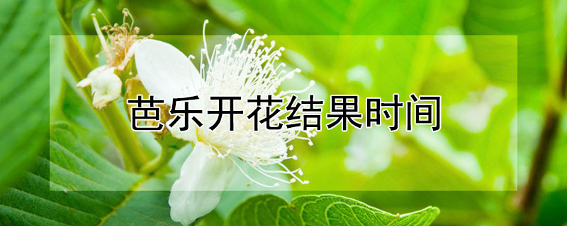 芭乐开花结果时间