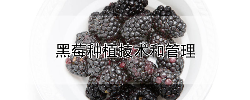 黑莓种植技术和管理 —【发财农业网】