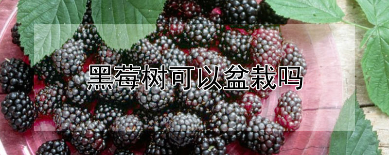 黑莓树可以盆栽吗 —【发财农业网】