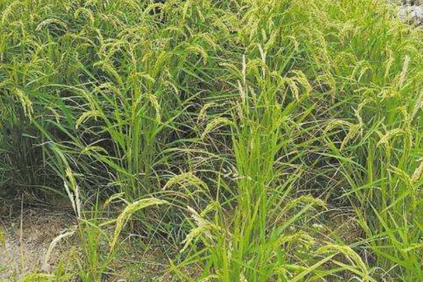 旱稻种植时间和方法