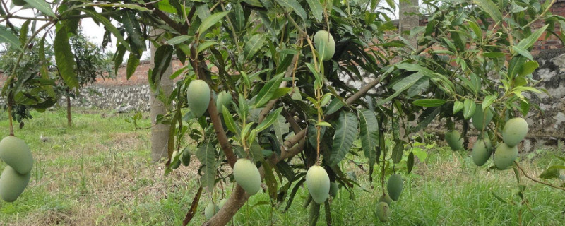 芒果种植方法