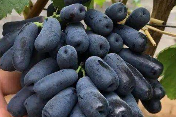 蓝宝石葡萄可以露天种植吗