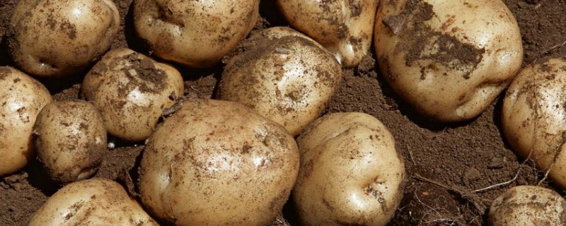 土豆的管理技术要点 —【发财农业网】 