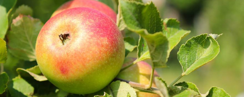苹果怎么种植方法 —【发财农业网】