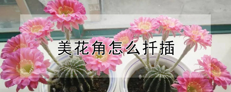 美花角怎么扦插