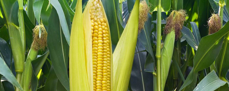 玉米种植间距多少 —【发财农业网】