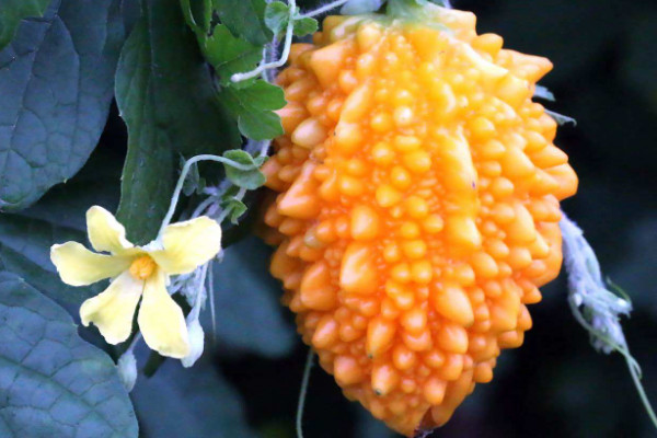 金子美玲 植物图片