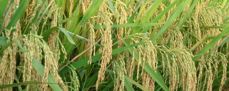 水稻常见病虫害有哪些