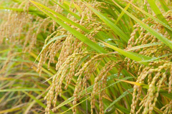 水稻常见病虫害有哪些