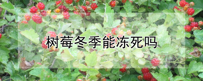 树莓冬季能冻死吗