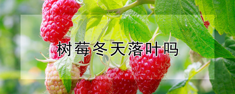 树莓冬天落叶吗 —【发财农业网】