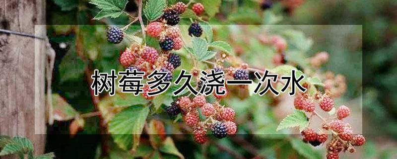 树莓多久浇一次水 —【发财农业网】